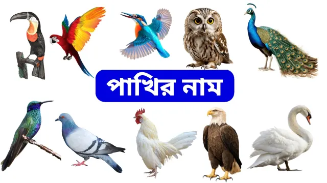 Birds Name in Bengali