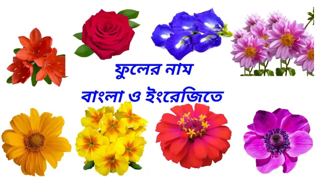 Flowers name in Bengali and English