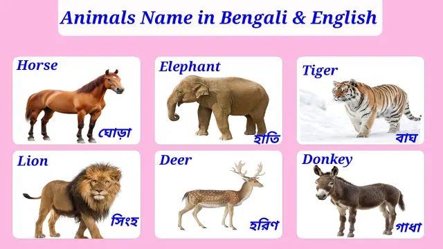 Animals Name in Bengali and English