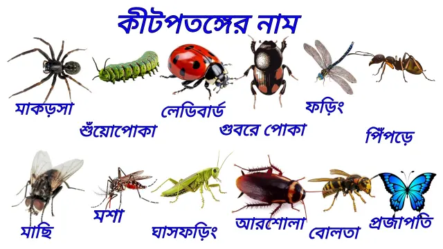 Insects Name in Bengali