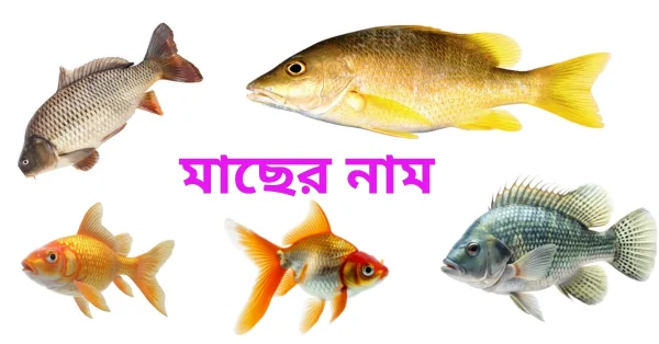 Fish Name in Bengali