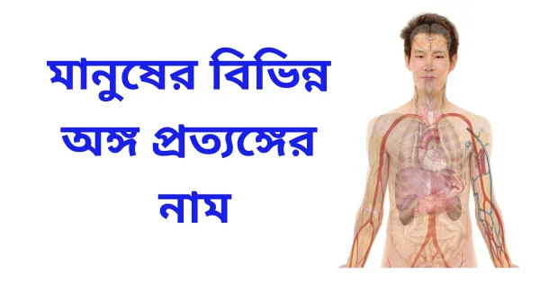 Human Body Parts Name in Bengali and English